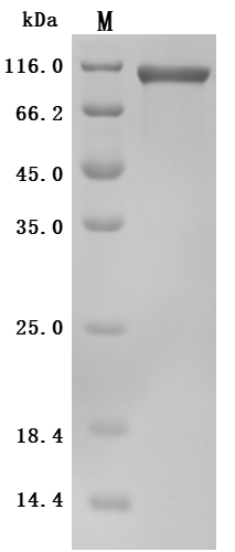 CSB-MP008543HU1(M)