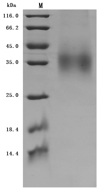 CSB-MP009316HU1