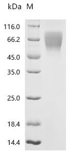 CSB-MP013263RA SDS