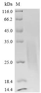 CSB-MP018988RA2 SDS