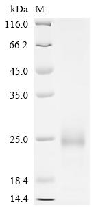 CSB-MP025141HU(M)