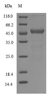 CSB-MP025270HUh6