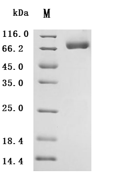 CSB-MP4942MOVd9 SDS