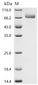 CSB-MP5071MOV SDS