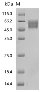 CSB-MP5606HU SDS