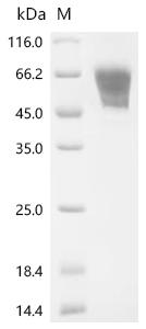 CSB-MP6357MOV1 SDS