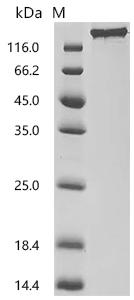 CSB-MP6419MOV