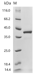 CSB-MP6512MO SDS
