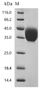 CSB-MP6582MOV