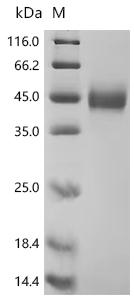CSB-MP6584MOV SDS