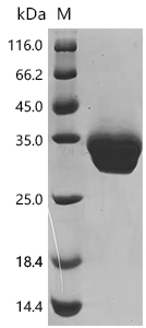 CSB-MP691547HU