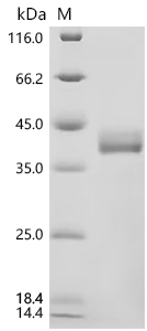 CSB-MP811562MOW SDS