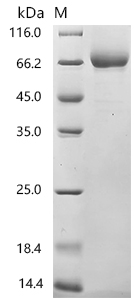 CSB-MP819484HU SDS
