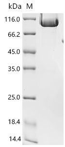CSB-MP819484HUd9