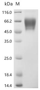 CSB-MP849681MO1 SDS