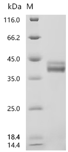 CSB-MP856406HU SDS