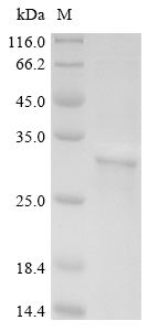 CSB-YP005102HU