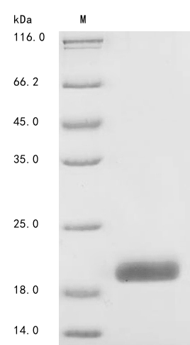 CSB-YP006043HU1 SDS