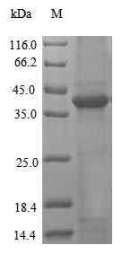 CSB-EP012903HU