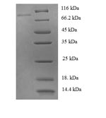 CSB-EP019043HU