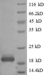 CSB-EP024144HU