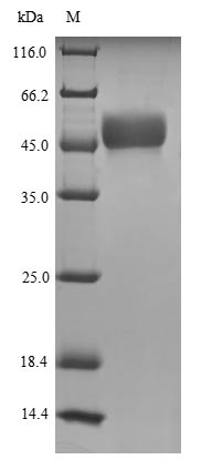 CSB-EP622753HU