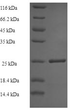 CSB-EP745337HU