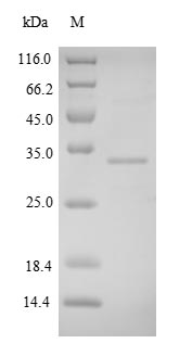 CSB-EP836707HU