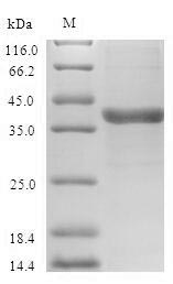 CSB-EP025835HU