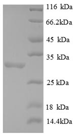 CSB-EP861191HU1