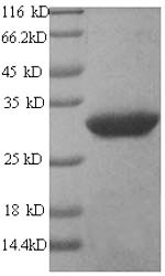 CSB-YP002155HU