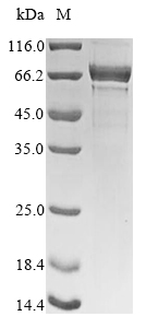 CSB-YP015535HU
