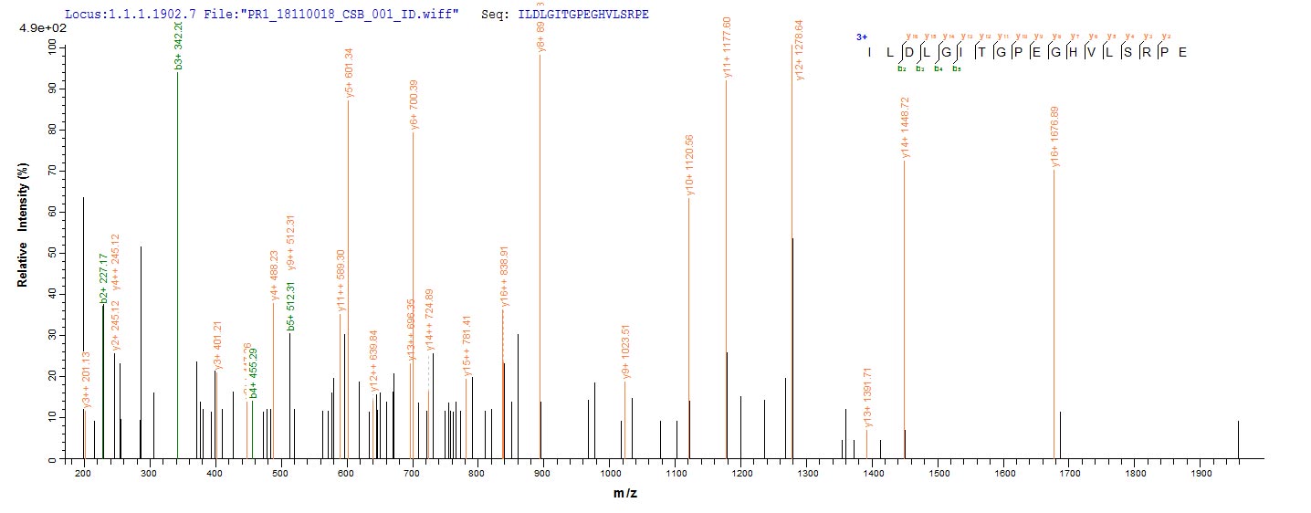 CSB-YP614975HU