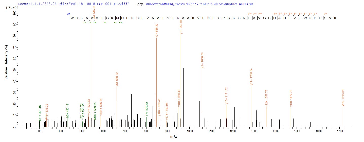 CSB-YP614975HU
