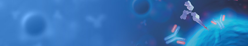 DXD Monoclonal Antibody-新一代ADC藥代動力學(PK)分析工具