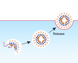Nanoparticle 技術平臺