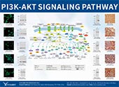 PIK3-Akt信號通路圖