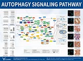 Autophagy信號通路圖