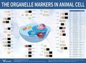 Organelle Markers信號通路圖