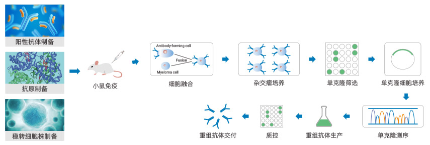 先導抗體分子發現服務流程