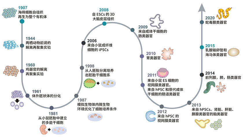 類器官發展時間線