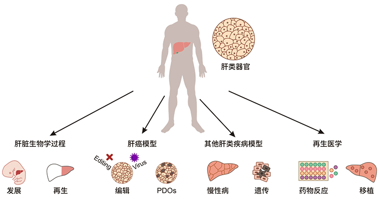 腎類器官的應用