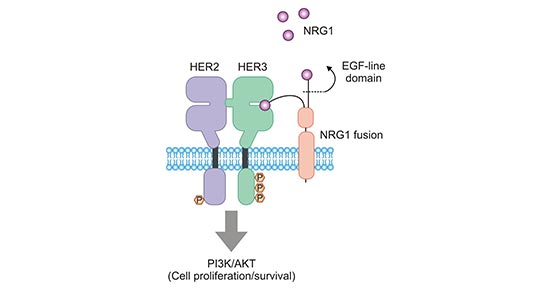 ERBB3/ERBB2（HER3/HER2）二聚體促進腫瘤細胞的生長和存活