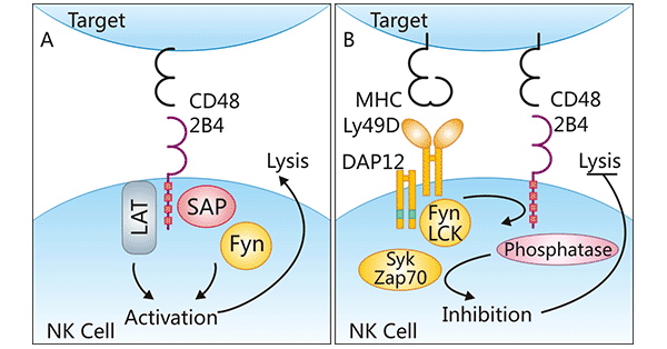 CD48的反受體及其調節機制