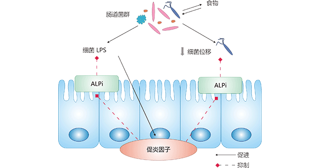 刷狀緣ALPi對腸道菌群和LPS誘導(dǎo)的炎癥的釋放的作用機(jī)制